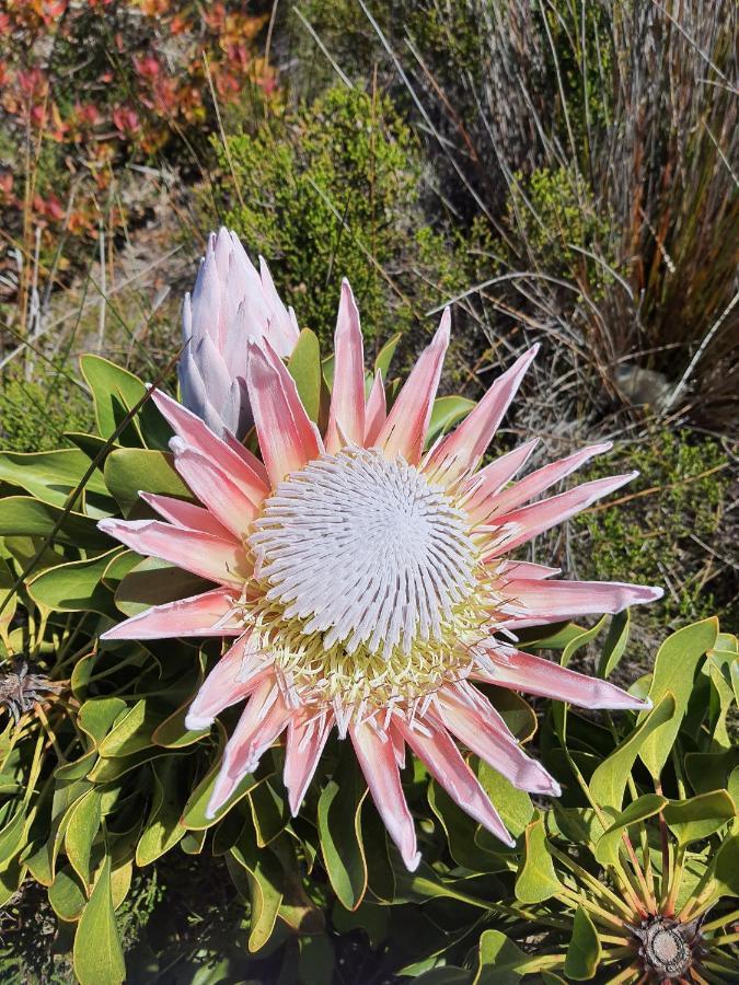 Brandys Beach House Bettyʼs Bay Exterior foto