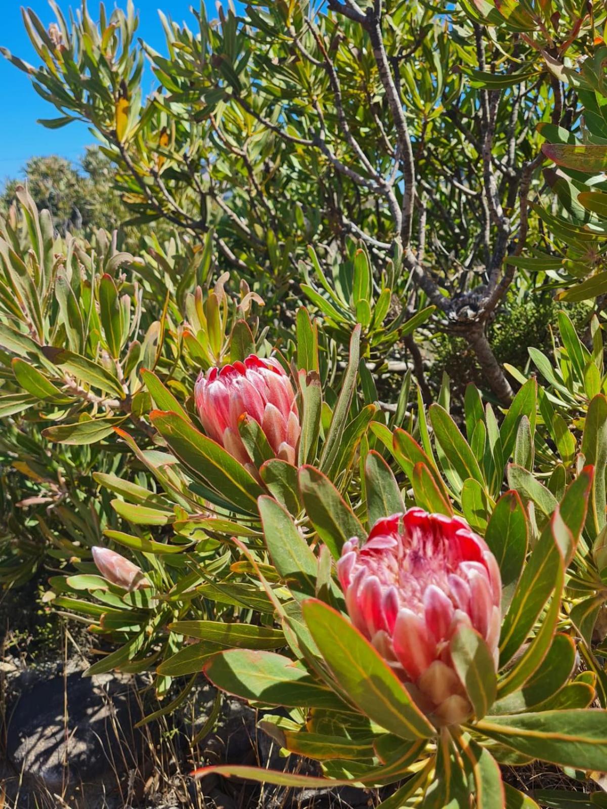 Brandys Beach House Bettyʼs Bay Exterior foto